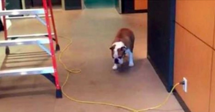 Bulldoggen er redd for ledninger. Men vent til du ser den geniale løsningen hans! Prøv å ikke le!