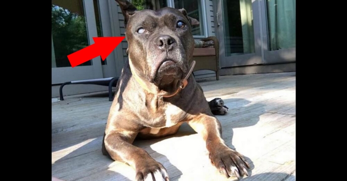 Hun ser at pitbullen ligger helt i ro på verandaen. Når hun nærmer seg, innser hun hva den stirrer på!
