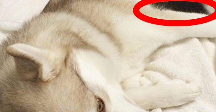 Denne hunden har noe hengende mellom ribbeina. Noe som får alle verdens hjerter til å smelte!