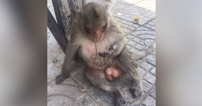 Hun går forbi en ape som huker seg sammen på gaten. Da ser hun nærmere og oppdager det forferdelige!