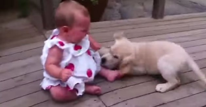 Hva skjer hvis du setter en golden retriever-valp og en baby sammen? Dette MÅ du se!