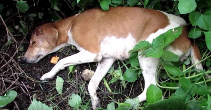De finner en blodig hund i gresset. Etter en nærmere titt på hodet, oppdager de den ekle sannheten!