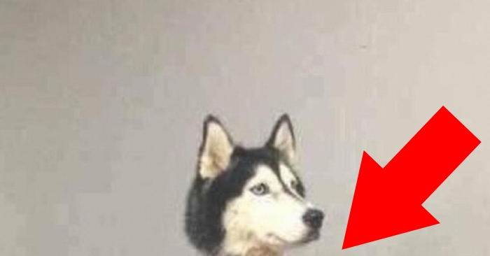 Når du først ser denne hunden, er det umulig å ikke le. Men det er faktisk ganske alvorlig!