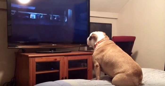 Bulldoggen sitter og ser skrekkfilm. Og reaksjonene hans kan de fleste kan kjenne seg igjen i!