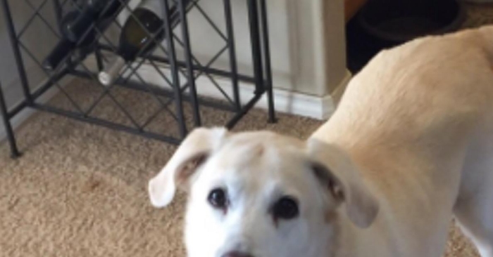 Hunden nekter å spise opp maten i skålen. Når du hører hvorfor, kommer hjertet ditt til å blø!