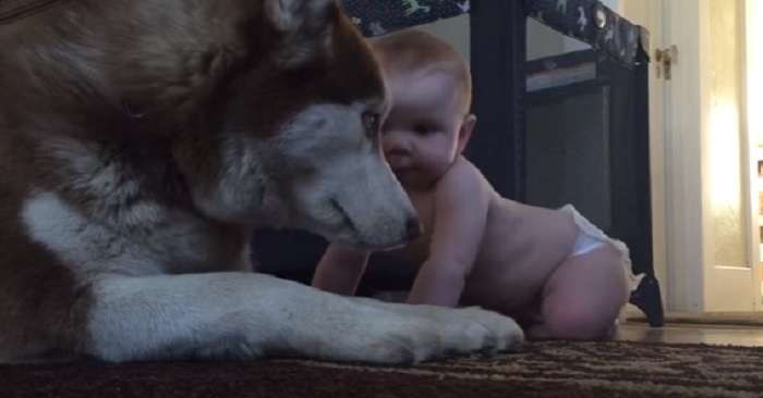 Den lille babyen er litt hardhendt med familiens hund. Det hunden gjør da? Fantastisk!