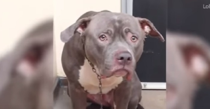 Det hjerteskjærende øyeblikket blir fanget på film! Adopter istedet for å kjøpe en hund!