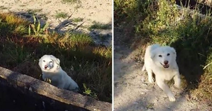 Den triste hunden ble forlatt i ingenmannsland. Men SE reaksjonen hans når han blir reddet!