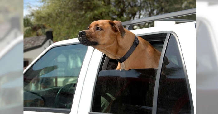7 skremmende grunner til at du aldri skal la hunden stikke hodet ut vinduet på bilen!