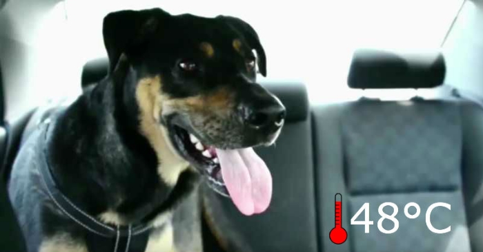5 viktige ting du må gjøre hvis du finner en hund i en varm bil. Det kan reddet liv!