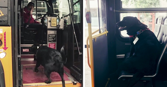 Hver dag hopper denne hunden på bussen helt alene. For å dra til parken å leke!