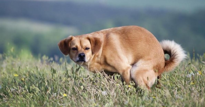 Dette er grunnen til at hunden stirret på deg når han gjør fra seg. Visste du dette?