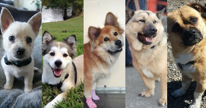 Disse bedårende hundevalpene krysset med corgi-rasen er altfor søte. Disse må du bare se!
