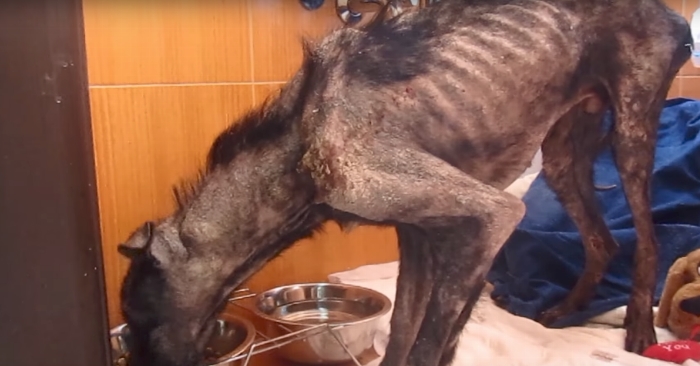 Hun adopterte en hund i forferdelig dårlig tilstand. Men SE hvordan han ser ut etter 4 uker!