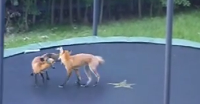 To rever krangler på en trampoline. Helt til de finner ut hvordan den fungerer – og hvor gøy den er!