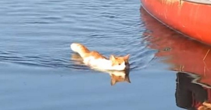 Denne katten trives bedre i vann enn på land. Bare se hvor glad han er i å svømme!