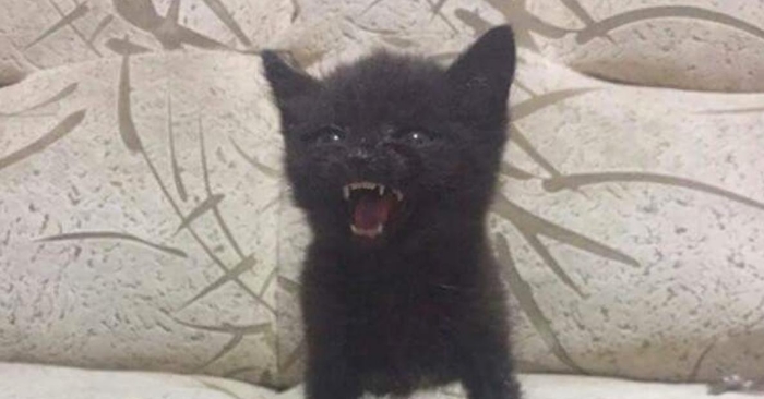 Disse 13 kattene bør du ikke snu ryggen til. Nummer 4 er godt i gang med å planlegge sin hevn!