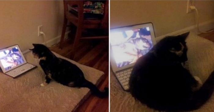 Katten hans sover på iPaden hver natt. Når han innser hvorfor, begynner han å gråte med en gang!