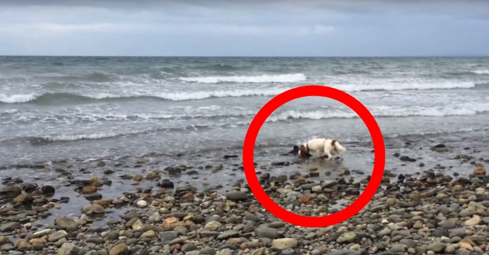 Han hørte hunden bjeffe i panikk, og skjønte at han måtte handle raskt. Men han forventet ikke DETTE!