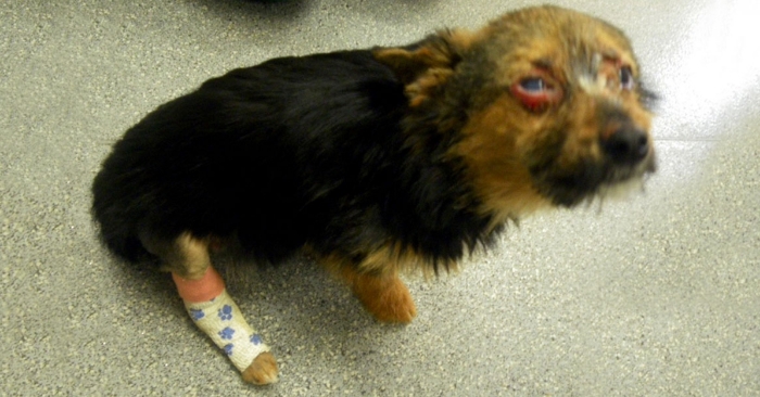 Monsteret brakk bena og satte fyr på hunden. Men til tross for mishandlingen, elsker han fortsatt mennesker!