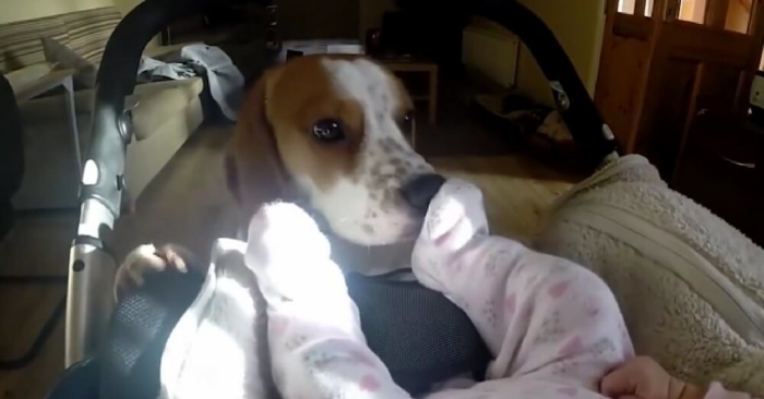 Hunden har ventet i månedsvis på å møte familiens nye medlem. SE når de møtes for første gang!