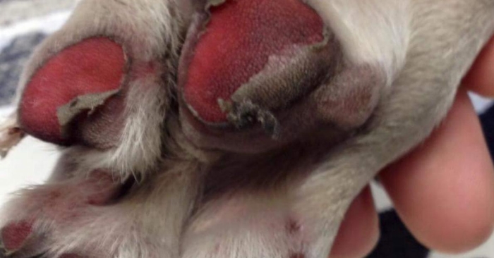 Når kvinnen tok båndet av hunden sin, fikk hun sjokk. Hun hadde aldri trodd at DETTE skulle skje!