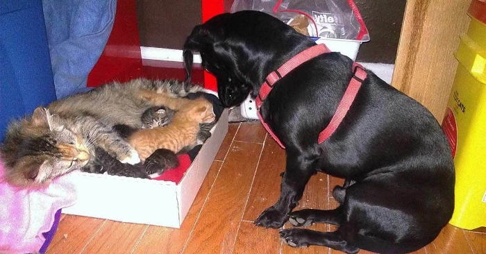 Katten fikk syv små kattunger. Det hunden gjør da, får hjertet mitt til å smelte!