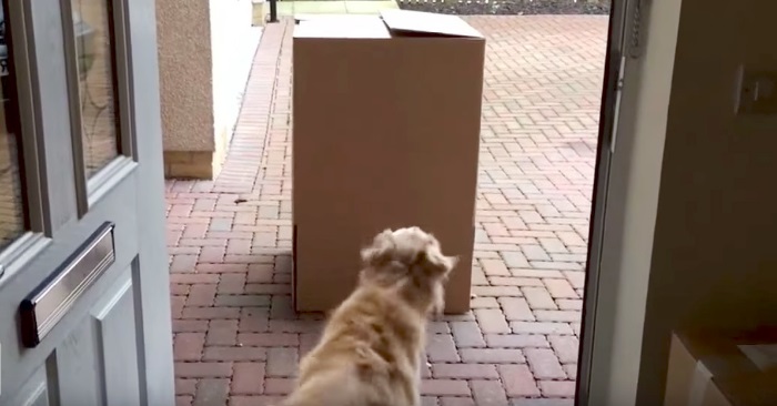 Hunden finner en stor pakke utenfor huset. Når hun skjønner hva som er inni, hyler hun av glede!