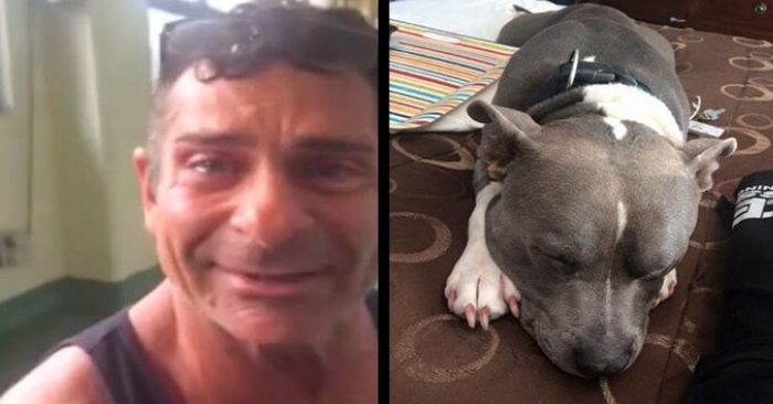 Mannens pitbull ble stjålet. Men se nå når de gjenforenes etter 1 år! Fantastisk!