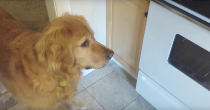 Hunden ville ikke spise tørrforet sitt. Da fant eieren hans på denne geniale løsningen!