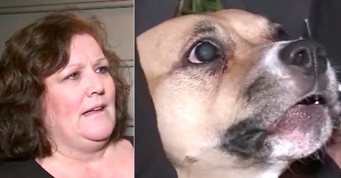 Familiens nyadopterte hund slutter ikke å bjeffe. Så skjønner de hva hun prøver å si!