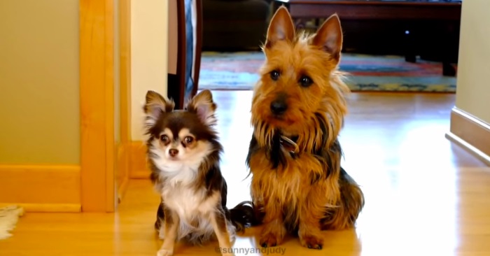 Eieren spør om hvem som har bæsjet på kjøkkenet. Det hunden til høyre gjør da er uslåelig!