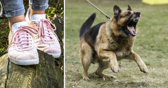 En ukjent mann forsøkte å bortføre den 10 år gamle jenta. Da reagerer hunden lynraskt!