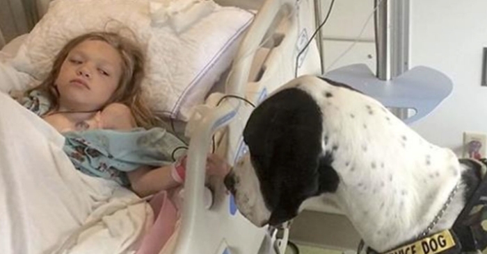 Den store hunden nærmer seg jentas sykehusseng. Det han har på ryggen vil forandre livet hennes!