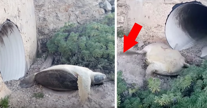 Han ser en blodig skilpadde som ligger livløs på stranden. Da skjønner han at han må gjøre noe!