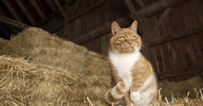 Katten fikk skylden da andungene forsvant. Men snart kom den utrolige sannheten fram	!