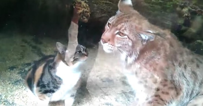 En katt falt ned i buret til gaupen. Men kattens reaksjon sjokkerer hele internett!