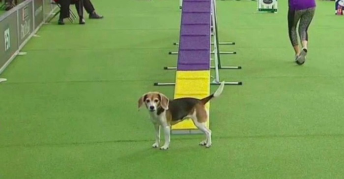 Hunden starter konkurransens om vanlig. Men et par sekunder senere bryter publikum ut i latter!