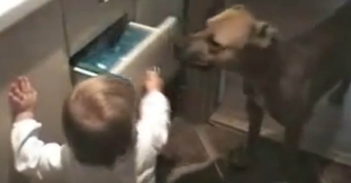 Den lille babyen prøver å åpne skuffen. Det hunden gjør da får hele nettet til å le!