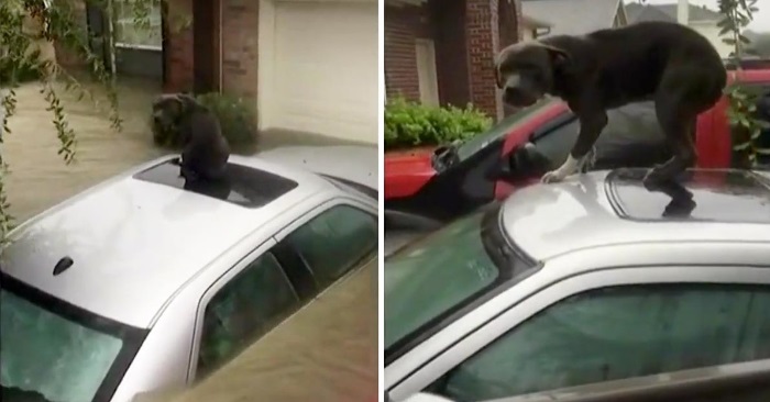 Den etterlatte hunden skjelver av frykt på taket av bilen. Da trosser to menn stormen for å redde ham!