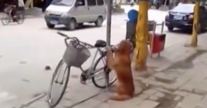 Hunden passer på eierens sykkel på gata. Men det som skjer når han kommer tilbake får alle til å le!