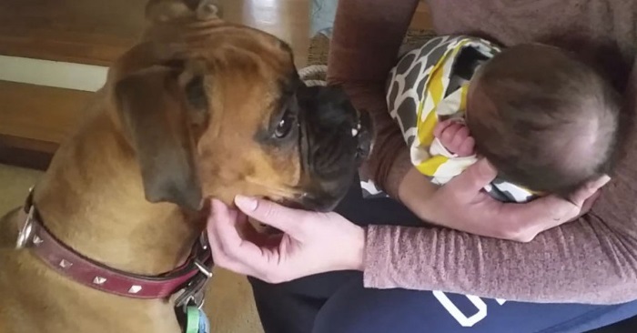 Eieren ber hunden om å være forsiktig med den nyfødte babyen. Hundens reaksjon er fantastisk!
