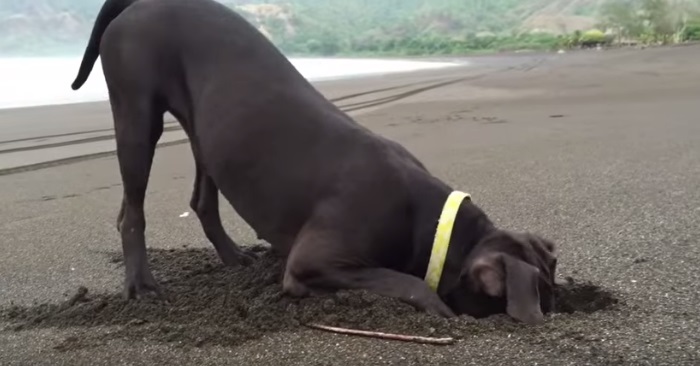 Hunden stikker hodet ned i sanden. Den hun finner? Dette har jeg aldri sett før!