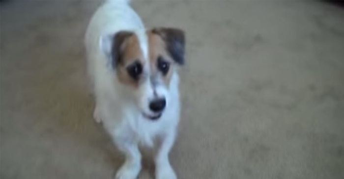 Hunden hjelper til rundt omkring i huset med sine fantastiske triks. Videoen har sjokkert 18 milloner mennesker allerede!
