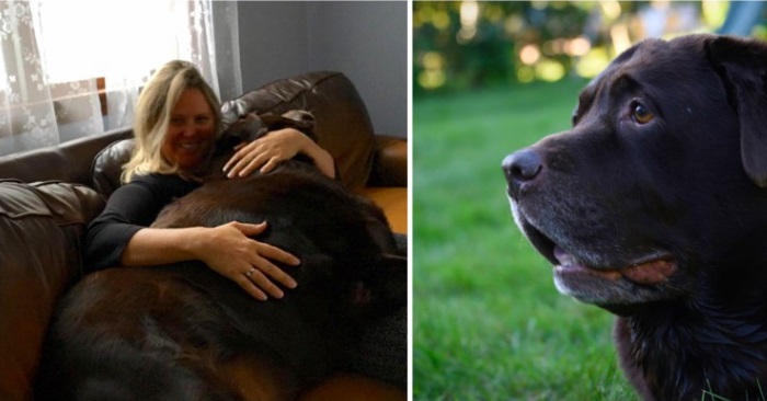 Familien adopterte en labrador på 66 kilo. Måneder senere er han nesten ikke til å kjenne igjen!