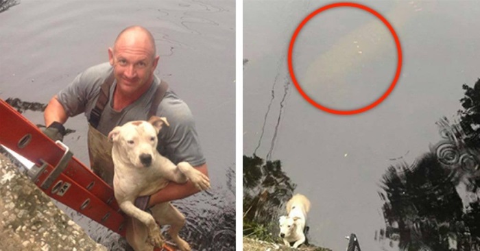 Redningsmannskapet skynder seg for å redde pitbullen. Men plutselig oppdager de noe bak hunden!