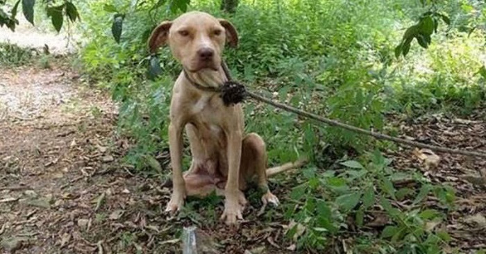 Bundet fast til et tre og forlatt for å dø. Men pitbullen sluttet aldri å vokte sin dyrebare hemmelighet!