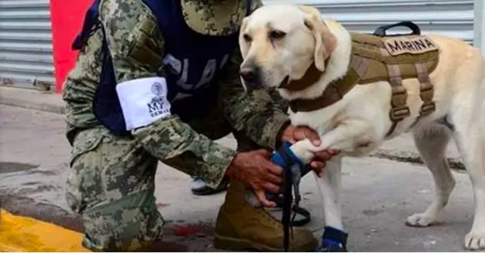 Hunden Frida har reddet 12 liv etter jordskjelvet i Mexico. Nå stjeler historien hennes tusenvis av hjerter!
