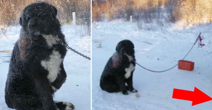 Den forlatte hunden satt fastlenket i snøen i 4 lange år. Men se nå når dyrevennen griper inn og gjør DETTE!