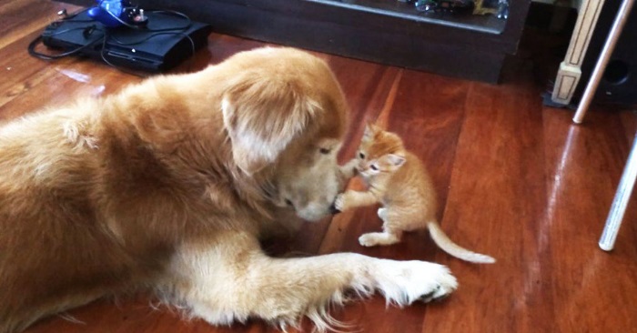 Denne hunden hilser på familiens nye kattunge for første gang. Og det er et uforglemmelig syn!